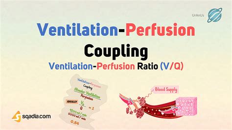 what is ventilation perfusion coupling|ventilation perfusion v q mismatch.